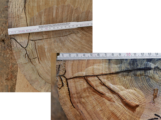 Die Fräßgänge des Eichenkäfers